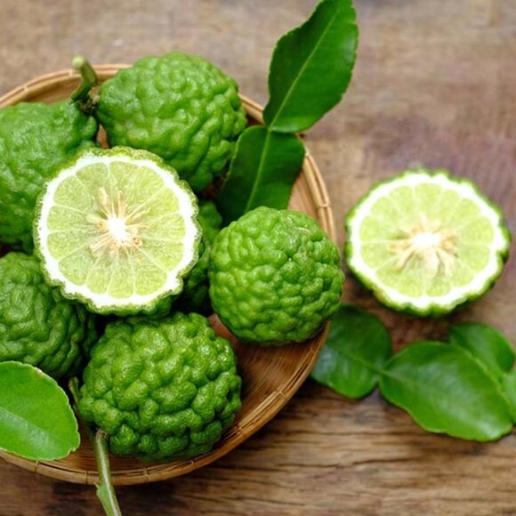 Kaffir Lime plant 3-5" tall in pot Kaffir Citrus Fruit tree - Ship all states - Picture 4 of 5